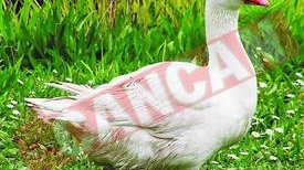"Avocatul gastelor" ii face tampiti pe romani