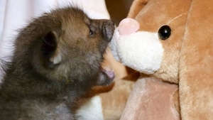 Există ceva mai drăguţ decât această vulpe care doarme cu un animal de pluş?