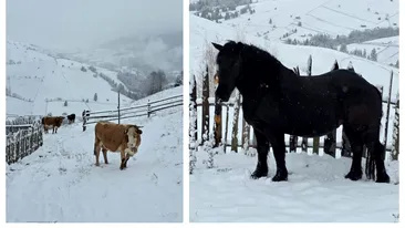 Localitatea din România în care ninge ca în mijlocul iernii! Imagini de ultimă oră