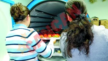 Aceste flori rezista 20 de ani