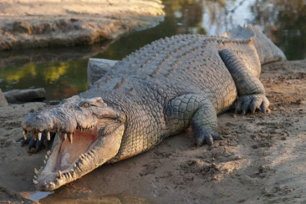 O placă metalică ortopedică, descoperită în stomacul unui crocodil mort