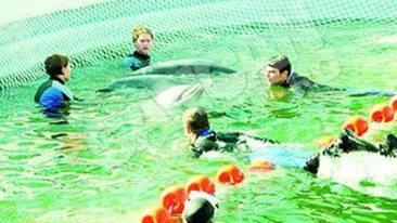 Chen-Chen, Pei-Pei si Ni-Ni au fost mutati in casa noua, dar mica! Delfinii-vedete au intrat in concediu