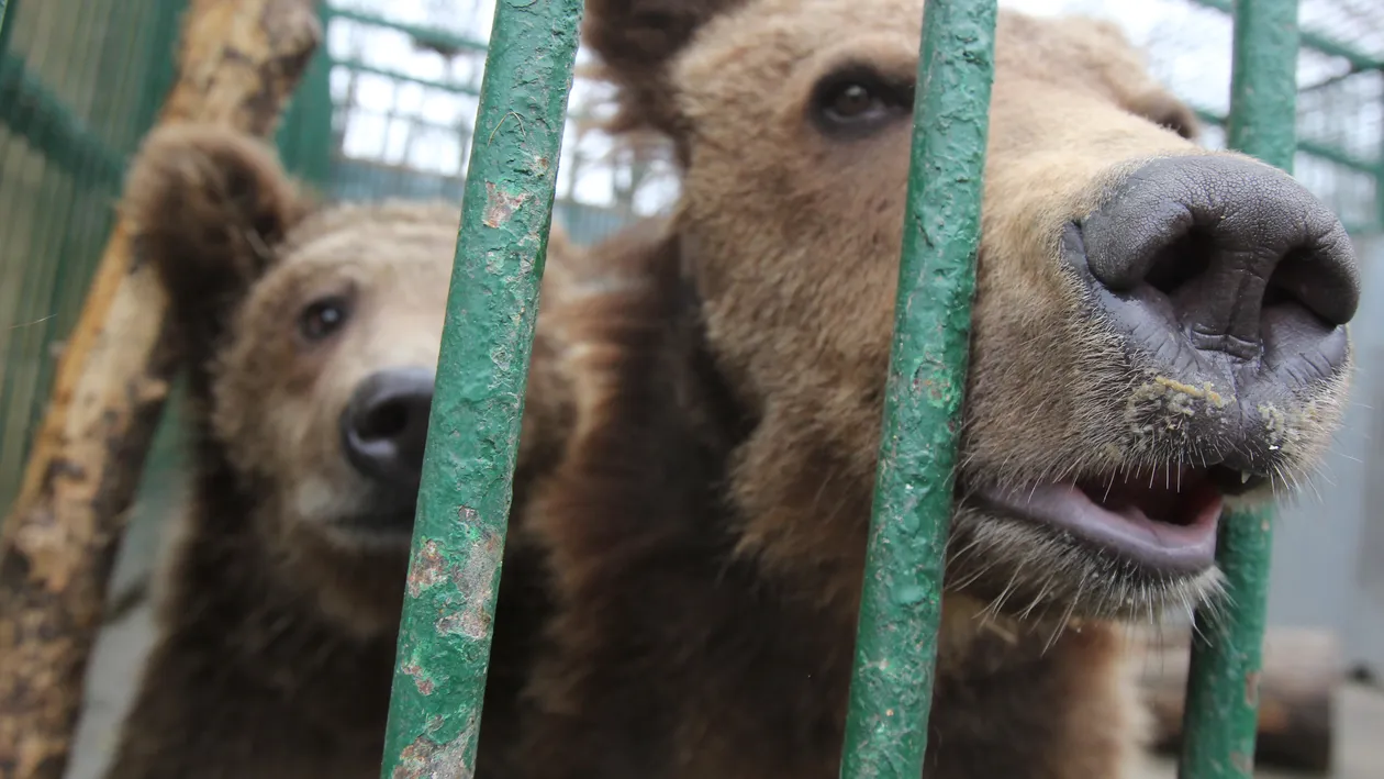 Ursul lui Nutu a ajuns sub bisturiul medicilor! Baloo a fost operat la gat, apoi castrat!