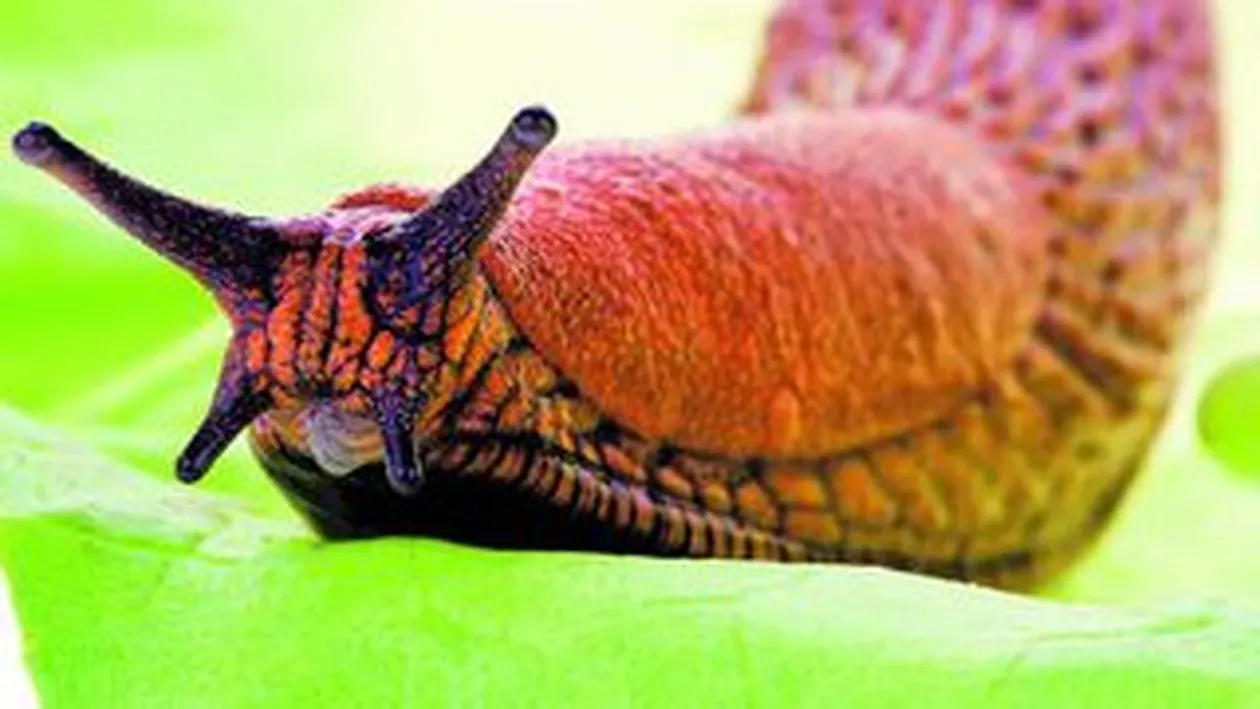 Berea iti salveaza gradina de melci