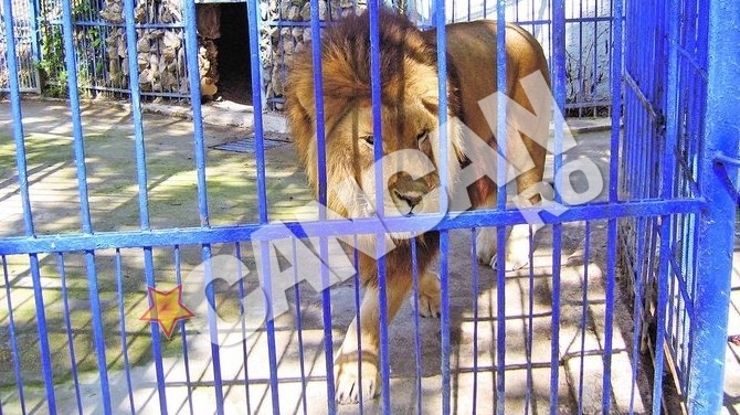 Atacat de leu