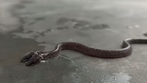 Nu e trucaj! Filmare inedită cu șarpele cu 2 capete. Specie foarte rară de reptilă a fost descoperită în India, iar unii oameni cred că prevestește ceva rău | VIDEO