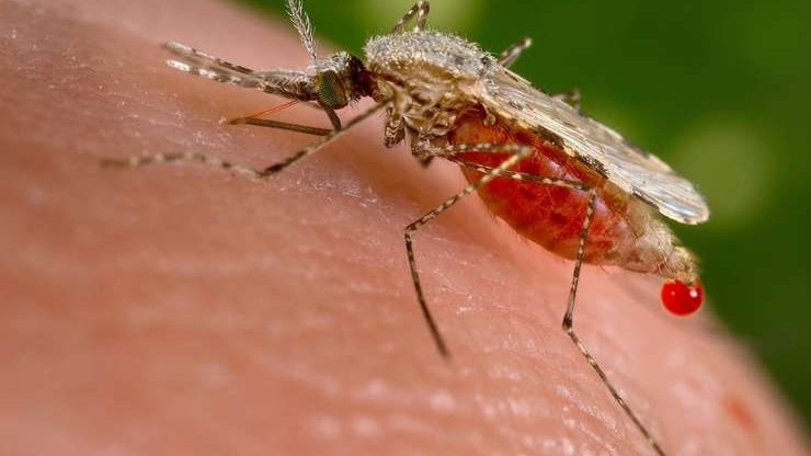 Bărbat de 43 de ani, internat la Spitalul de Boli Infecțioase din Iași cu malarie