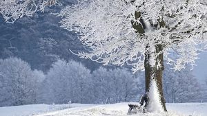 Temperaturi neobișnuite pentru prima lună a lui 2020! Anunțul făcut de oficialii de la ANM