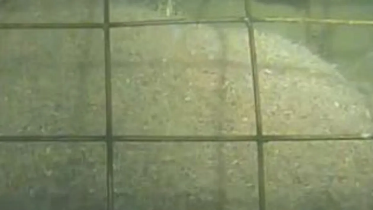 DACA NU AI STOMACUL TARE, NU TE UITA LA ACEST VIDEOCLIP! Cele mai crunte momente prin care poate trece un porc!