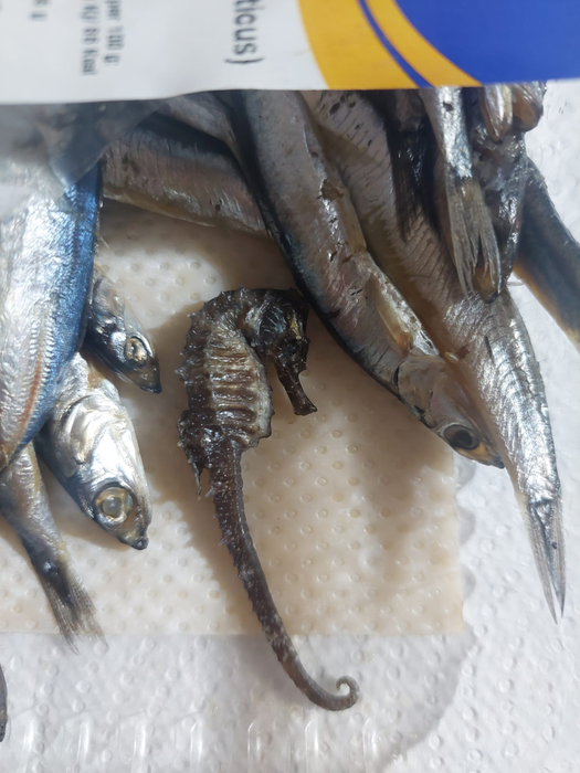 O femeie a găsit un căluț de mare într-o caserolă cu hamsii.
