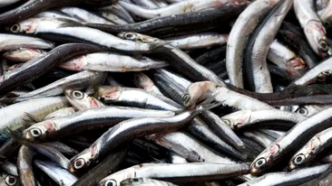 De necrezut! Ce a putut găsi o femeie din Iași într-o caserolă cu hamsie