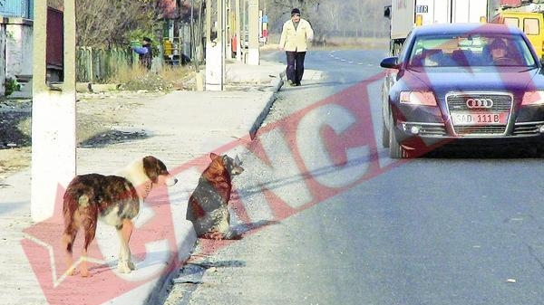 Biruri trasnite pentru prahoveni