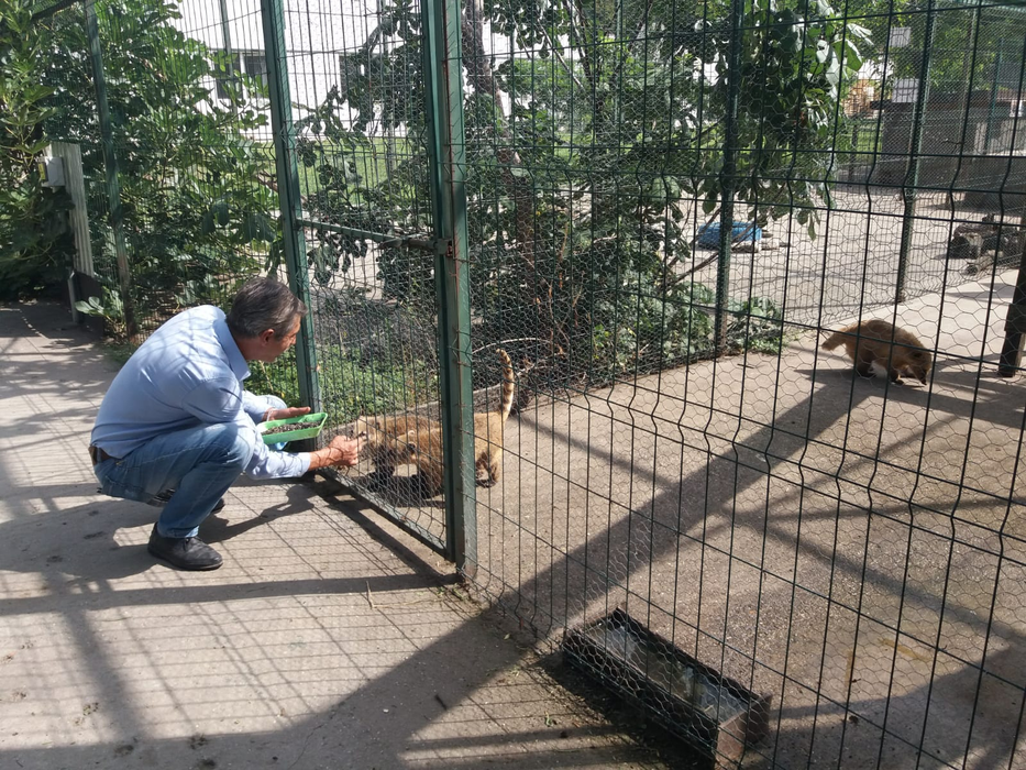 Regim special de caniculă pentru animalele de la zoo