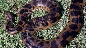 O anaconda de trei metri a provocat panica intr-un sat din Kazakhstan