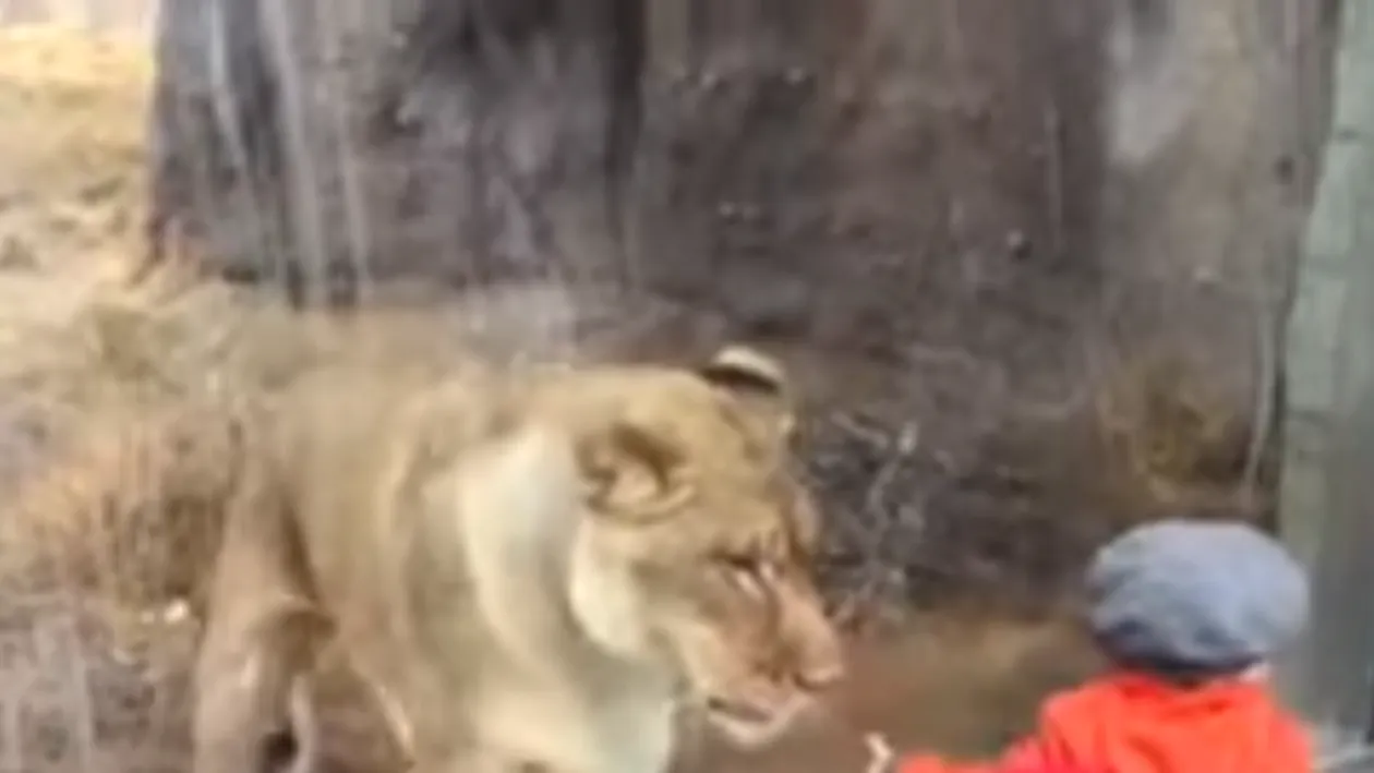VIDEO Un bebeluş s-a apropiat de cuşca unei leoaice. Ce a urmat a surprins pe toată lumea