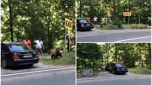 Un urs a atacat 2 bărbați pe Transfăgărășan. Tragedia Mariei Diana din Jepii Mici, la un pas să se repete. Detalii de ultimă oră VIDEO