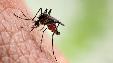 Virusul West Nile face noi victime! 21 de persoane au murit până acum