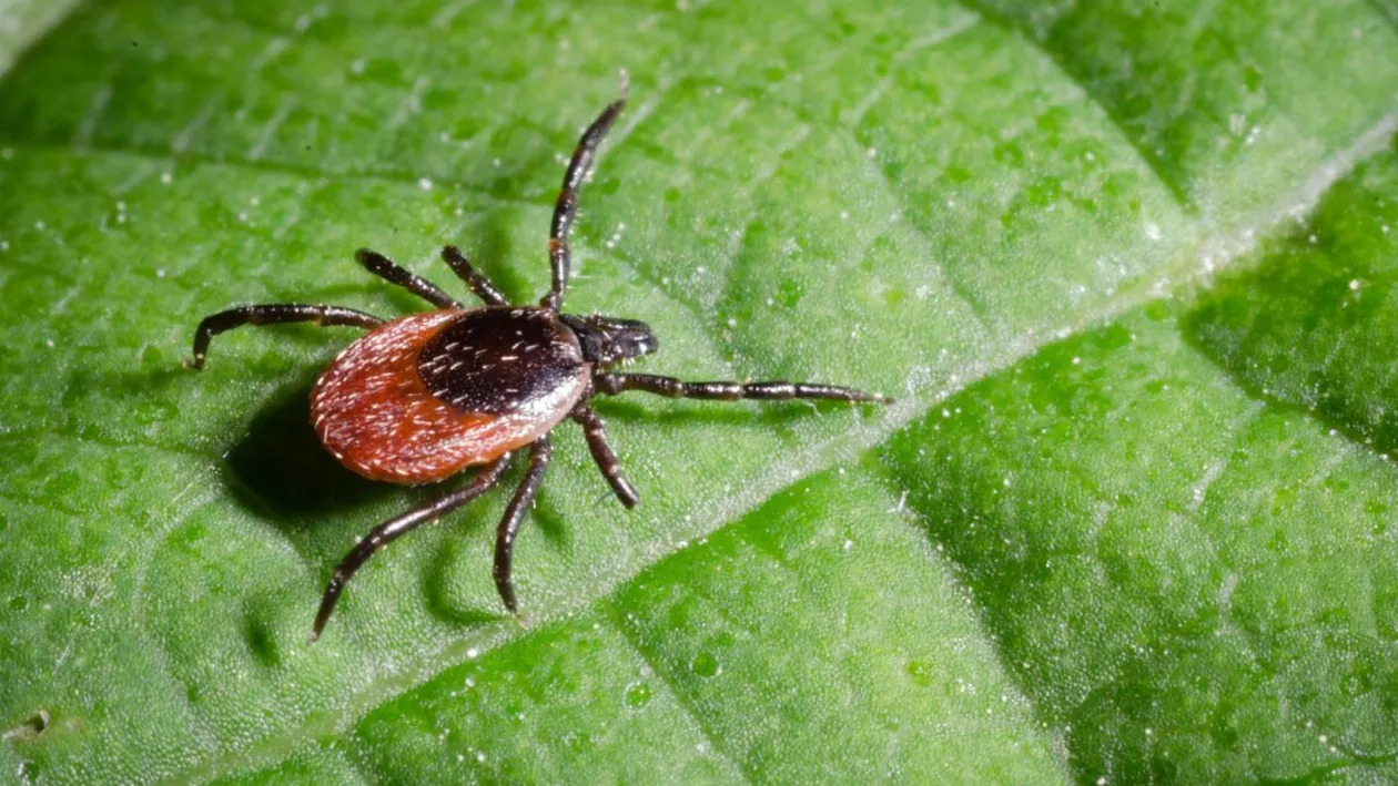 Ce este borelioza, boala pe care o faci din cauza mușcăturii de căpușă. Cum te poți feri de acestea