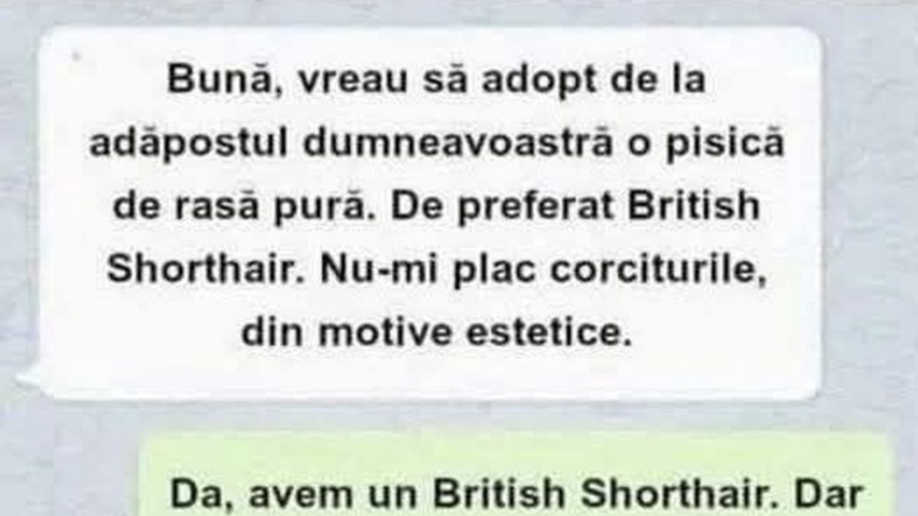 BANC | "Vreau să adopt de la adăpostul dumneavoastră o pisică de rasă pură"