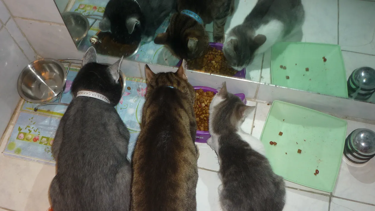 Alunga energiile negative din casa cu ajutorul pisicilor. N-ai sa crezi cate feline gazduieste Monica Tatoiu!