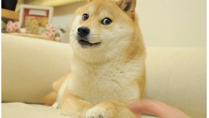 Kabosu, câinele din celebra memă „Doge” și simbolul criptomonedei Dogecoin a murit. Anunțul a fost făcut de stăpâna patrupedului