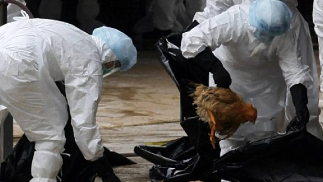 Al doilea focar de gripă aviară a fost depistat tot în Maramureș! Peste 22.000 de păsări din fermă au fost omorâte