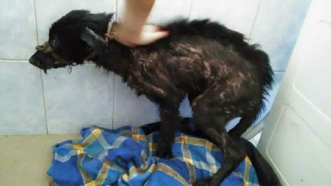 FOTO! Un căţel a fost salvat de medicii veterinari, după ce a fost găsit într-o groapă cu smoală
