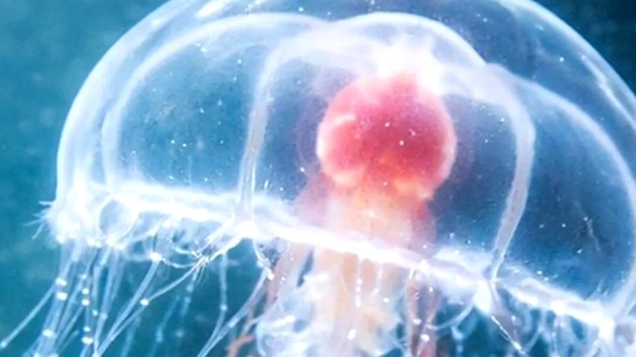 Singurul animal nemuritor din lume. Creatura care refuză moartea și poate trăi veșnic