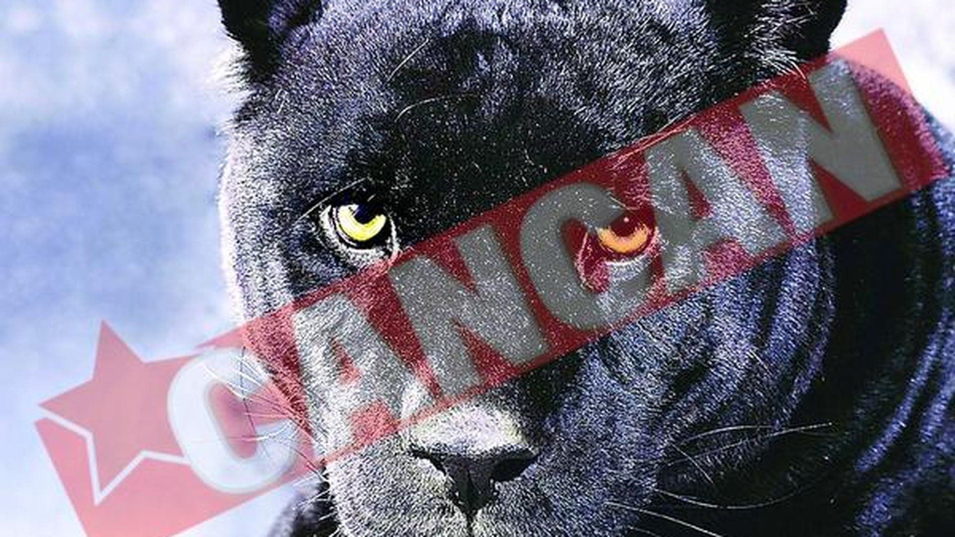 Jaguarul Bety, ucis de tranchilizant