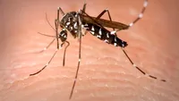 Atenție! 5 oameni au murit în București din cauza virusului West Nile!