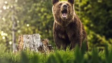 Un urs a fost lovit de un TIR, la Sibiu, după ce a trecut pe lângă un grup de oameni (VIDEO)