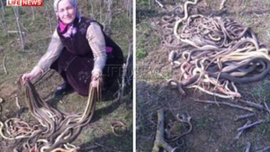 Gestul halucinant făcut de o femeie din Rusia după ce a descoperit un cuib de şerpi în timp ce planta cartofi în grădină!