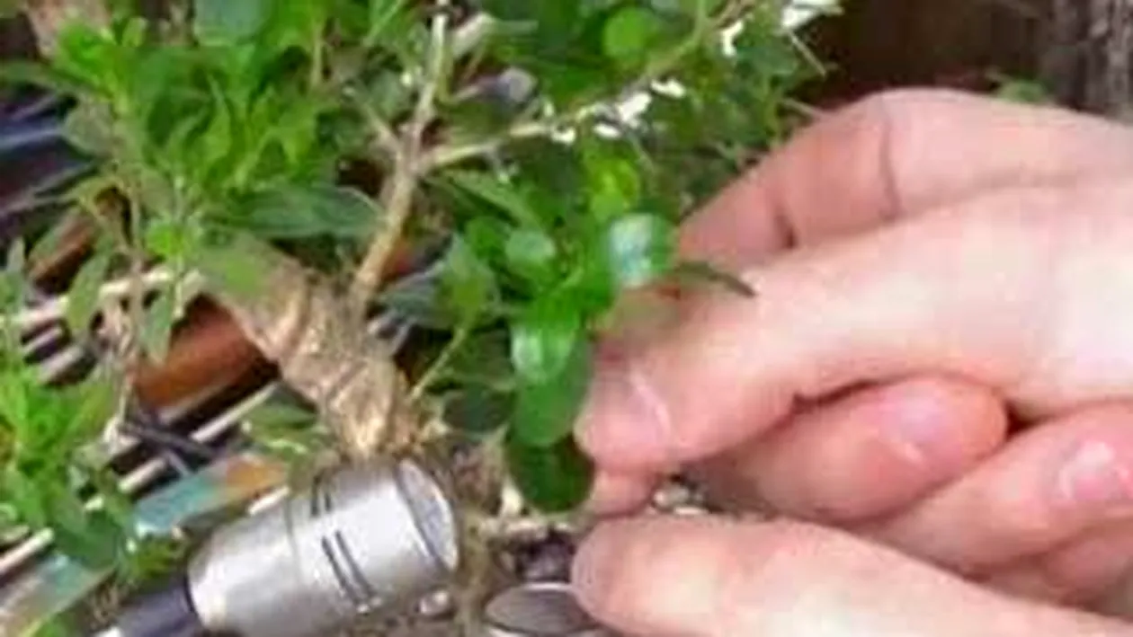 VIDEO Un italian face muzica din arbori bonsai