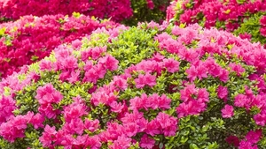Plante care nu trebuie ţinute în casă. Nici să nu te gândeşti vreodată să ţii în casă următoarele flori! Ce poţi păţi