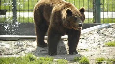 Doi adolescenți din Bârlad au fost atacați de ursul cu care au vrut să-și facă un selfie