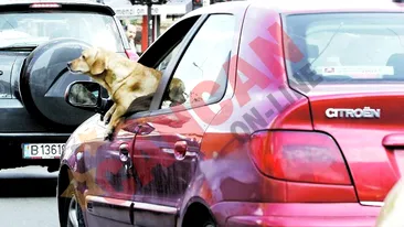 Atentie! Caine... la volan