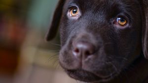 Incredibil. Meghan Markle și prințul Harry au adoptat un labrador pe care l-au numit P%$a. Povestea din spatele alegerii