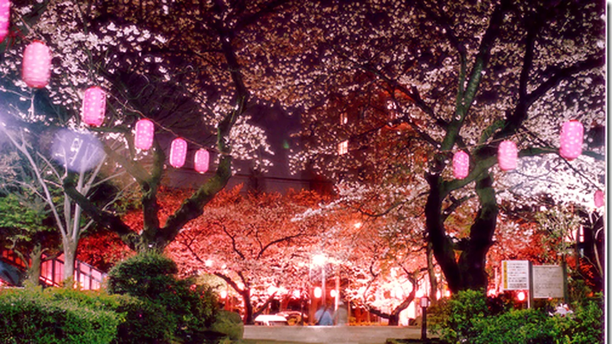 Nebunie la Tokyo - au înflorit cireşii! Uite cât de frumos poate să fie pe străzi!