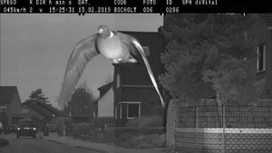 Un porumbel vitezoman a dat radarul peste cap! A fost surprins zburând cu 15 km/h peste limita legală: ce amendă ar trebui să achite