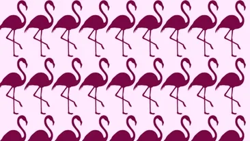 TEST IQ | Găsiți care pasăre flamingo este diferită de toate celelalte