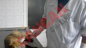 Elevi si profesori, baricadati in scoala din cauza unei vulpi turbate