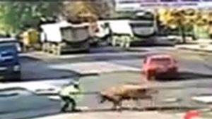 VIDEO IREAL! Momentul in care un politist din Braila a fost lovit de un taur! Totul s-a intamplat in centrul orasului
