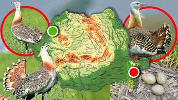 Pasărea legendară care popula România și a dispărut aproape total în urma reformelor agrare. Unde a fost văzută acum