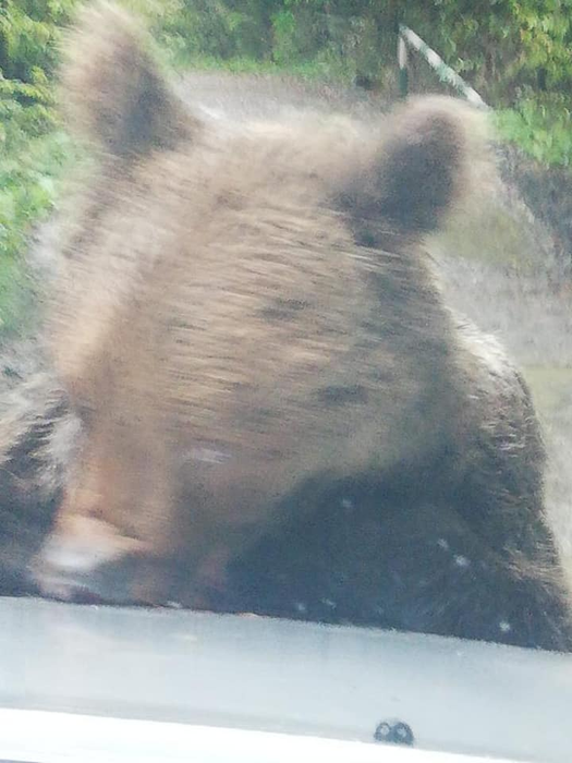 Este alertă în Prahova. Un urs rănit și agresiv a atacat oamenii în zona Bușteni