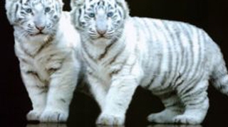 Un arab a fost retinut pentru ca intentiona sa faca trafic cu pantere si leoparzi!