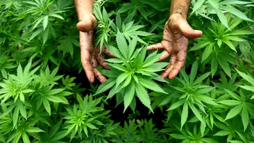 Poliţiştii au găsit sute de plante de cannabis într-un solar din Vâlcea