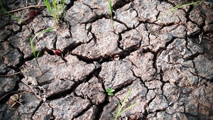 Secetă extremă în Dobrogea. Ce spun fermierii
