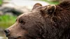 Urs pe o stradă din Câmpulung: a fost emis mesaj RO-Alert! Evitați zona și rămâneți în locuințe