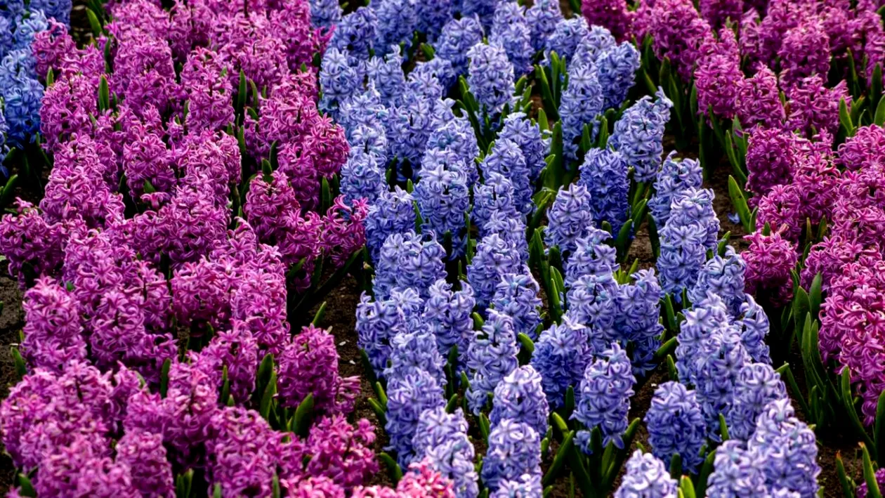 Cât a ajuns să coste o zambilă în 2026. Cu câți lei se vinde în București