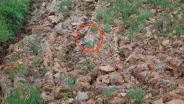 Caz greu de rezolvat si pentru Sherlock Holmes! Gaseste pisica din poza aceasta si gloria va fi a ta! Mata asta e ascunsa mai bine decat primele doua!